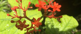 6 Натуральных методов лечения эректильной дисфункции